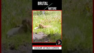 BRUTAL NATURE - COUGAR ATTACK COYOTE