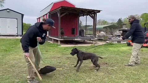 ASC’s Drax the Destroyer - 7 mo bandog prospect