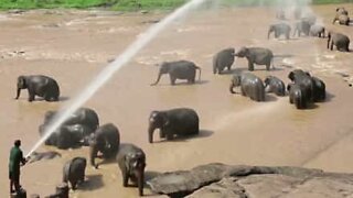 Elephant orphans are spoiled with a hose shower!