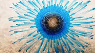 The blue button jellyfish, an extraordinary organism