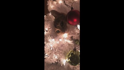 Cat chills out in middle of Christmas tree