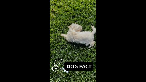 Dogs Doing Crazy Things: Don't Miss This!-Dog Fact