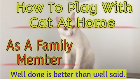 How To Care And Play With Cat At Home As A Family Member