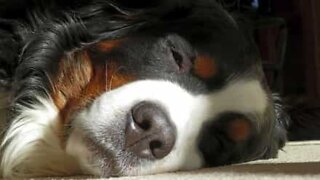 Dog falls asleep with head hanging out of car window