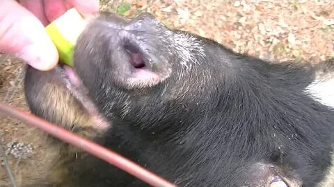 Goats love eating sliced pears.