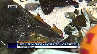 "Fish or Treat" at SEA LIFE Michigan