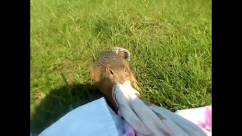 Wild gopher hilariously tugs on picnic blanket