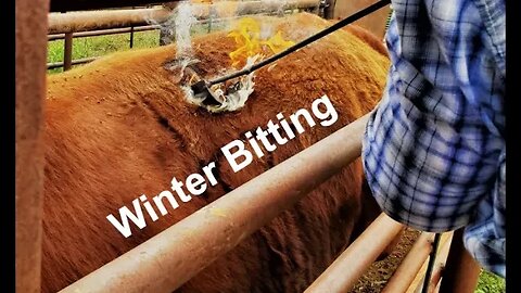 Bitting Horses in the Winter | Horse Care | Winter with Horses (In the Chute - Round 113)