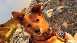 The Return of a Cute Doggy Video 👀🐶🦴👍 4K