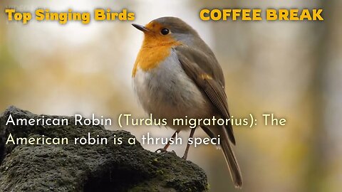 Top 10 Best Singing Birds Worldwide | COFFEE BREAK VIDEO CHANNEL