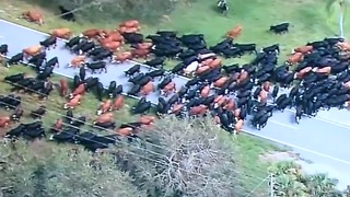 Cows rescued after hurricane return home