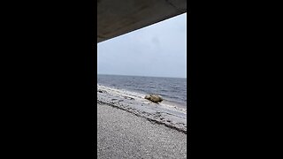 Windsurfing During Hurricane Ian At Sanibel Causeway 9/27/22