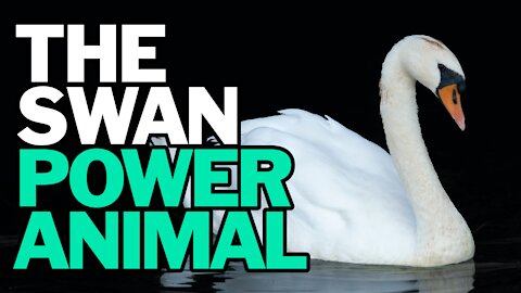 The Swan Power Animal