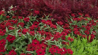 Melinda’s Garden Moment - Creating a Colorful Coleus Inspired Design