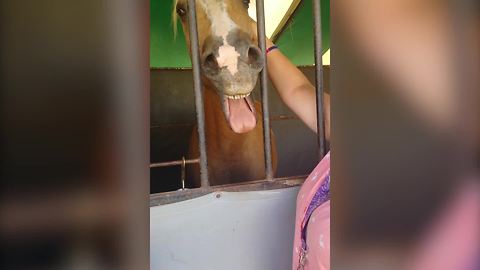 Cute Horse Loves To Cuddle