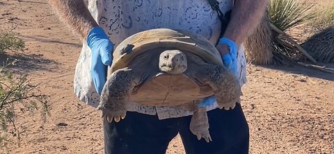 Releasing Bolson Tortoises in NM