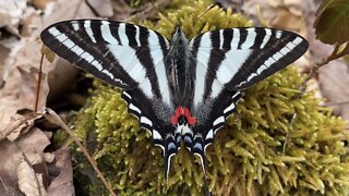 Zebra Swallowtail Butterfly Details