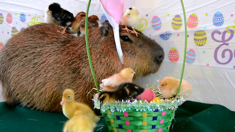 A Capybara Celebrates Easter with Chicks and Ducklings