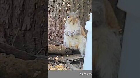 COMMENTS PLEASE! Cheeky 😀 squirrel 🐿️ showing some of his best nuts🌰🌰 or am I imagining things? LOL!