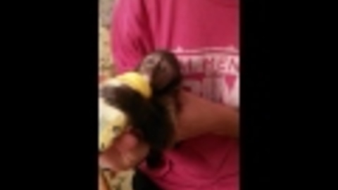 Baby Capuchin Monkey Drinking a Baby Bottle