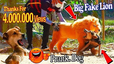 Fake Lion Prank on Dogs 😂 Animal Pranks 😂