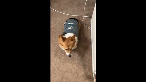 Cute Corgi is super excited about his favorite team