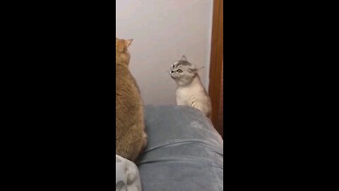 Funny cat video . Never seen this before