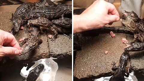 Hand feeding baby crocodiles l crocodiles babies