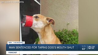 Florida man gets probation for taping dog's mouth shut