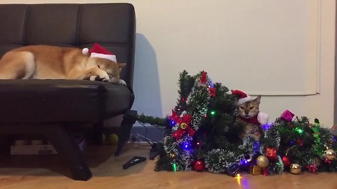 Cat embarrasses Shiba Inu after knocking over Christmas tree