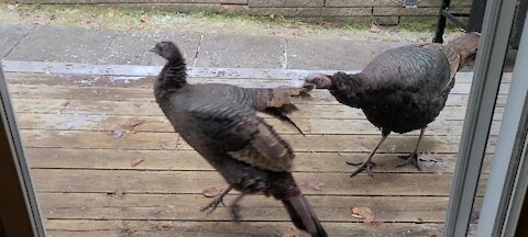 Grumpy turkey snaps at her friend