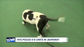 Expensive transition for police K-9 Departments with marijuana