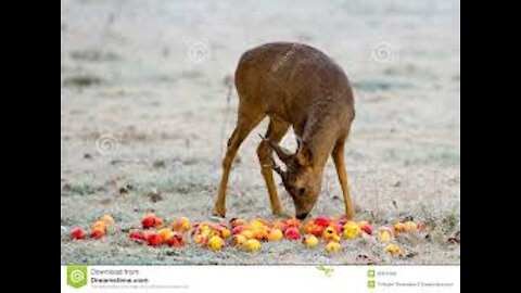 Roe deer mom is looking for apples