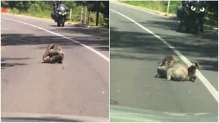Luta de coalas faz parar o trânsito