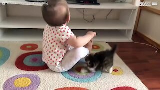 Gatinho fofinho tenta brincar com bebé