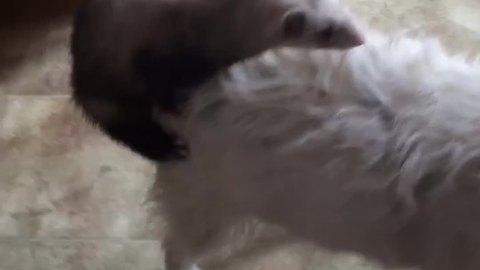 An Unusual Friendship Between A Dog And A Ferret