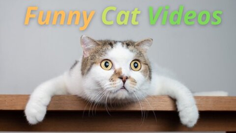 CAT VIDEOS | Cute Cat Videos | Funny Cats New Compilation
