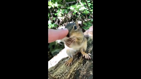 Friendly Chipmunk Lets Me | Chipmunk eating peanuts| Hungry Squirrel Eating nuts