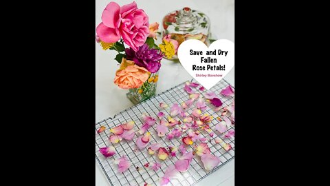 Rose Care Tips #2: Save & Dry Rose Petals When They Fall For 🌹Rose Potpourri/Shirley Bovshow #shorts