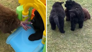 Newfie puppies play tug-of-war with their favorite toy
