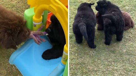 Newfie puppies play tug-of-war with their favorite toy