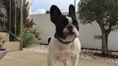 Angry Frenchie destroys Halloween costume