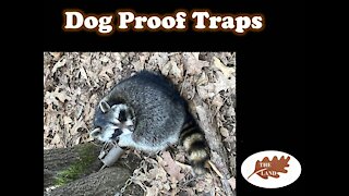 Dog Proof Trap Prep