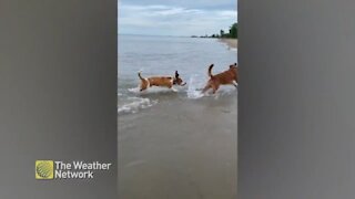 A dog-friendly beach is a great place for pups to beat the heat