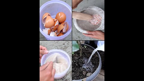 Never Throw Away Eggshells: Your Plants Will Thank You for This!