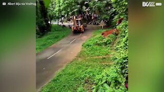 Elefante invade estrada e destrói mota