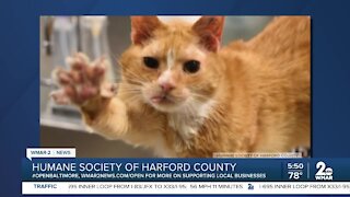 Jay the cat up for adoption at the Humane Society of Harford County