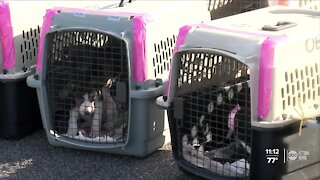 Dogs rescued from aftermath of volcanic activity brought to Tampa