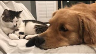 Cão e gato formam uma adorável amizade