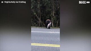 Bear crosses road with huge salmon in its mouth